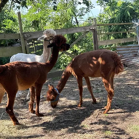 Familyroom 6 P Free Wifi Gemeinschaftsbad Çiftlik konaklama *
