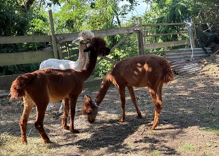 Familyroom 6 P Free Wifi Gemeinschaftsbad Çiftlik konaklama *